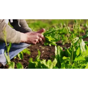 spinach (17)-6111085-11532.webp